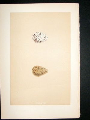 Bird Egg Print 1875 Dunlin, Morris Hand Col