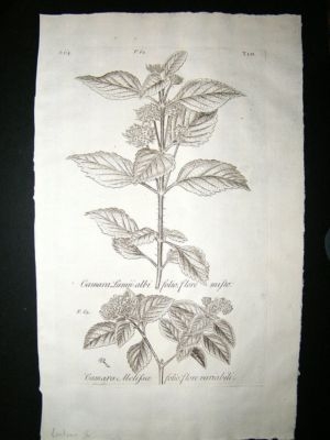 Dillenius 1774 Folio Botanical Print. Cantana 56