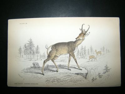 Jardine: C1840 Prong Horned Antelope, Hand Col Print