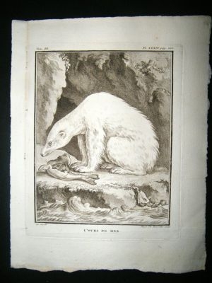 Buffon: C1770 Polar Bear, Antique Print