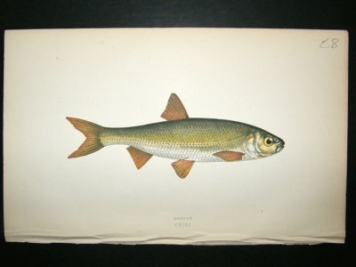 Fish Print: 1869 Dobule, Couch