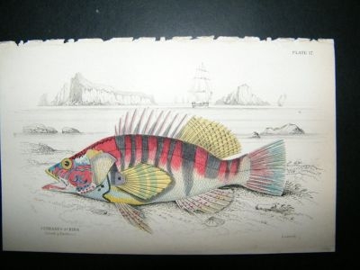 Jardine: 1835 Lettered Serranus Fish, Hand Col Print