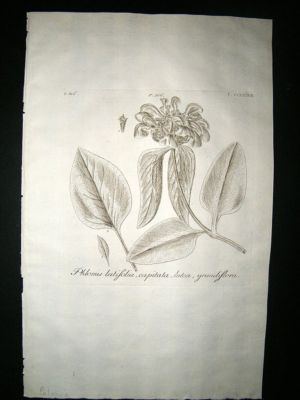 Dillenius 1774 Folio Botanical Print. Phlomis 237
