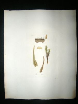 Botanical Print: 1818 Mosses, Grimmia Atrata, Hooker, H