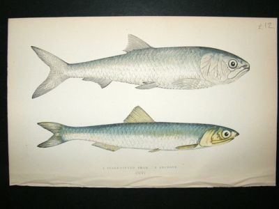 Fish Print: 1869 Scale Finned Shad & Anchovy, Couch