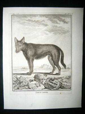 Buffon: C1770 Black Wolf, Antique Print