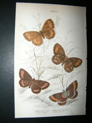 Jardine: 1835 Scotch Argus etc, Butterfly Print