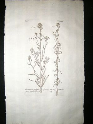 Dillenius 1774 Folio Botanical Print. Linaria 163