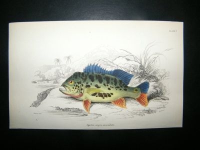 Jardine: C1840 Cychla Nigro-Maculata Fish, Hand Col