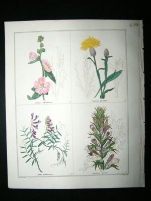 Maund C1830 Lavatera, Centaury, False Cracca Vetch, Acanthus. Hand Col Botanical
