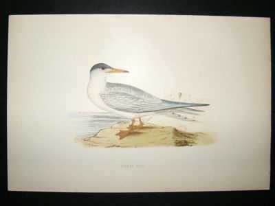 Bird Print: 1891 Common Tern, Morris, hand coloured