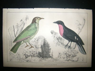 Bird Print: 1857 Fruit Crow & Araponga Summer Bird