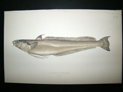 Fish Print: 1869 Blenoid Forkbeard, Couch