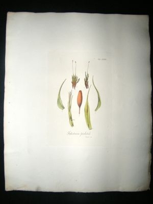 Botanical Print: 1818 Mosses, Trichostomum Perichaetial