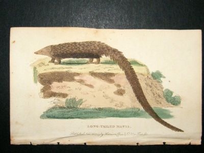 Long Tailed Manis: 1800 Hand Colored Print