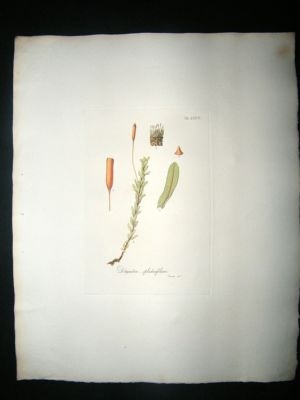 Botanical Print: 1818 Mosses, Didymodon Splachnifolium,