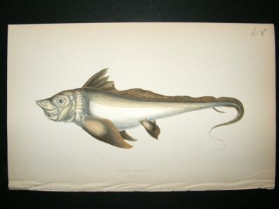 Fish Print: 1869 Arctic Chimaera, Couch