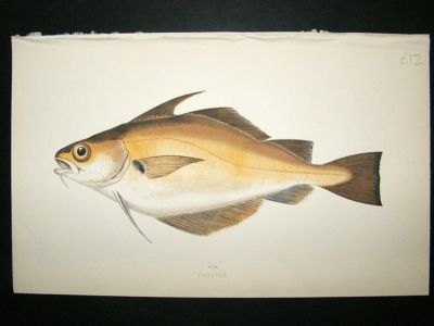 Fish Print: 1869 Bib, Couch