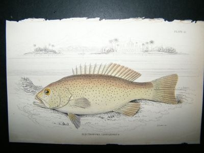 Jardine: 1835 Leopard Spotted Plectropoma Fish