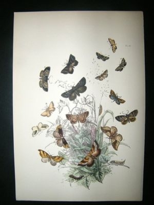 Moth Print: 1860 Plate 45, Humphreys, Hand Col