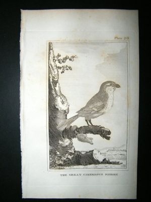 Bird Print: 1812 Great Cinerous Shrike, Buffon
