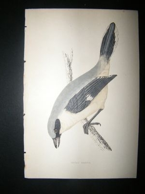 Bird Print: 1867 Great Shrike, Morris Hand Col