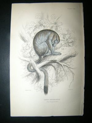 Jardine: C1840 Douroucouli Monkey, Hand Col Print