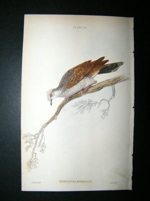 Bird Print: 1835 White Bellied Ground Dove