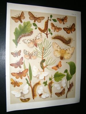 Kirby 1907 Liparidae, Satin Moths 27. Antique Print