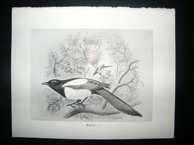 Bird Print: 1898 Magpie, Frohawk