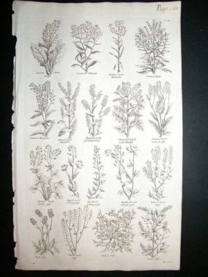 Hill: 1758 Cress, Radish, etc, Folio Botanical