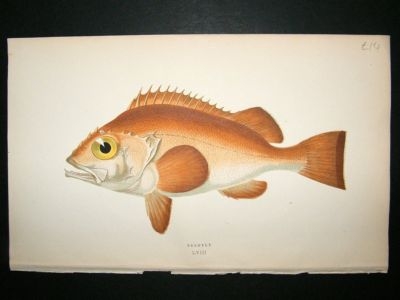 Fish Print: 1869 Bergylt, Couch