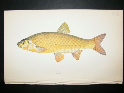 Fish Print: 1869 Ide, Couch