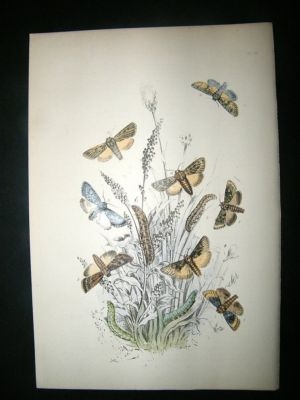 Moth Print: 1860 Plate 20, Humphreys, Hand Col