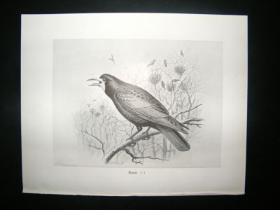 Bird Print: 1898 Rook, Frohawk