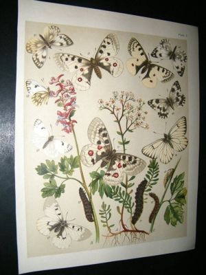 Kirby 1907 Papilionidae Butterflies 3. Antique Print