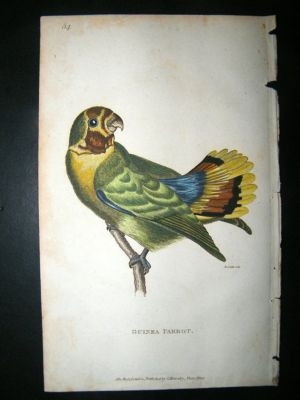 Shaw: 1811 Hand Col Bird, Guinea Parrot.