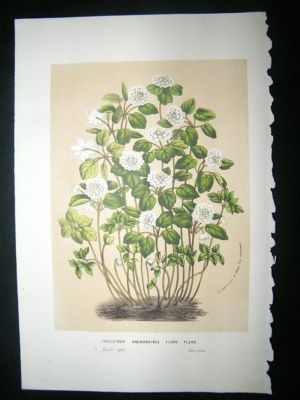 Botanical Print C1880 Thalictrum Anemonoides, Van Houtt