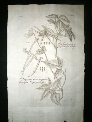 Dillenius 1774 Folio Botanical Print. Phaseolus Wild Bean 235