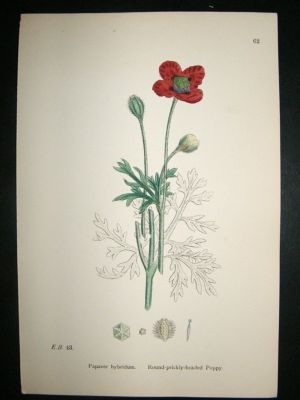 Botanical Print 1899 Round-Prickly-Headed Poppy, Sowerb