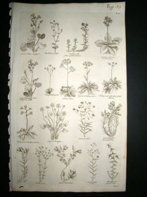 Hill: 1758 Kidney Wort, etc, Folio Botanical