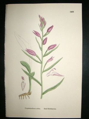 Botanical Print 1899 Red Helleborine Orchid, Sowerby Ha