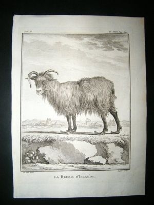 Buffon: C1770 Iceland Sheep, Antique Print