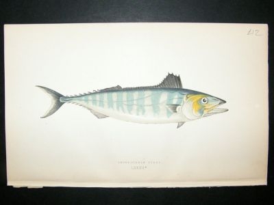 Fish Print: 1869 Short-Finned Tunny, Couch