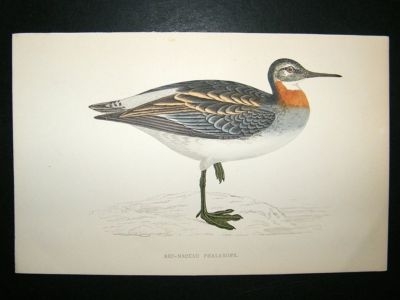 Bird Print: 1867 Red-Necked Phalarope, Morris, hand coloured
