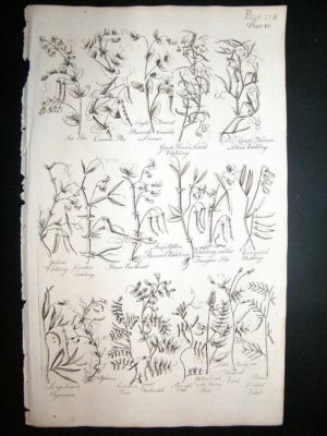 Hill: 1758 Vetchling, Pea, etc, Folio Botanical