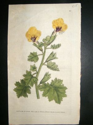 Botanical Print 1787 Golden Flowered Henbane #87, Curti