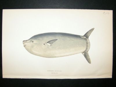 Fish Print: 1869 Longer Sunfish, Couch