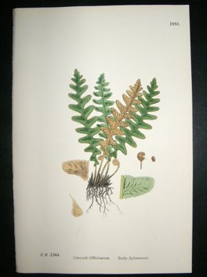 Botanical Print 1899 Scaly Spleenwort Fern, Sowerby Han