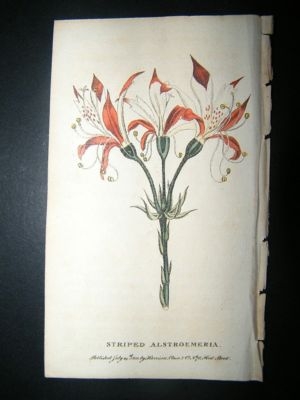 Botanical Print: 1800 Striped Alstroemeria, Hand Colour